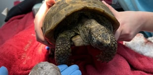 Elderly tortoise has bladder stone 'bigger than a tennis ball' removed