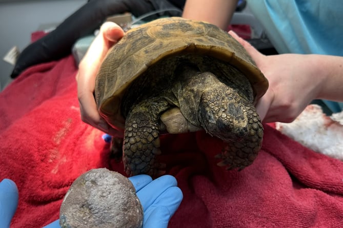 Joey the tortoise next to the removed bladder stone. Photo released September 29 2023. See SWNS story SWLNtortoise. An 82-year-old tortoise had to have a bladder stone 'bigger than a tennis ball' surgically removed. The elderly tortoise called Joey required the expertise of two vetenary surgeons to remove the massive 150g bladder stone. However Joey may take up to a year to heal from the surgery after surgeons were forced to cut through her shell to remove the mass.Tortoise shells are exoskelatons, like bones for mammals, meaning the vets had to create a fibreglass and resin glue to hold together her shell after the surgery.
