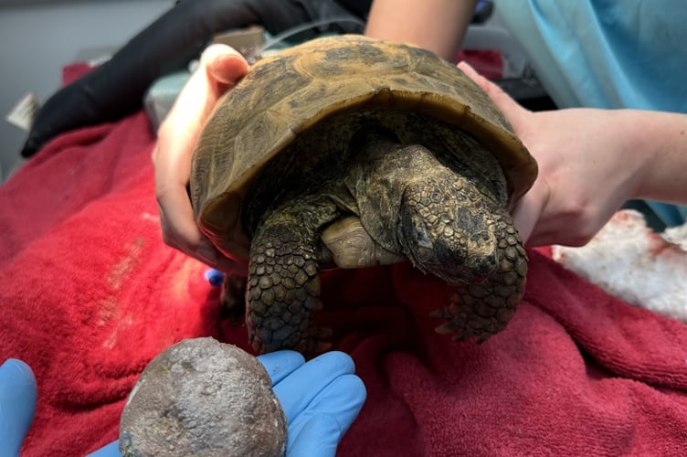 Joey the tortoise next to the removed bladder stone. Photo released September 29 2023. See SWNS story SWLNtortoise. An 82-year-old tortoise had to have a bladder stone 'bigger than a tennis ball' surgically removed. The elderly tortoise called Joey required the expertise of two vetenary surgeons to remove the massive 150g bladder stone. However Joey may take up to a year to heal from the surgery after surgeons were forced to cut through her shell to remove the mass.Tortoise shells are exoskelatons, like bones for mammals, meaning the vets had to create a fibreglass and resin glue to hold together her shell after the surgery.
