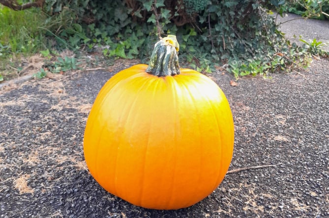 Malcolm's pumpkin
