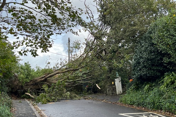 A fallen tree blocking Bodmin Road in Truro following Storm Ciaran