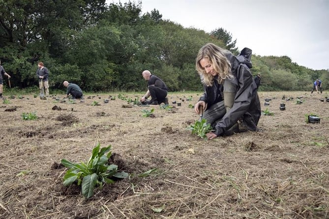 The Eden Project has launched a wildflower bank