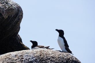 A pair of razorbills on the Isles of Scilly