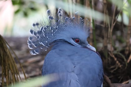 Stunning new bird species lands at Newquay Zoo