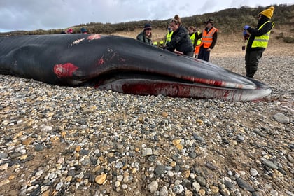 Whale that washed up in Newquay probably died of a measles type virus