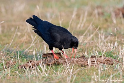 Chough thriving at inland nature reserves thanks to conservationists