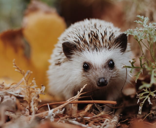 Hedgehog rescue charity to receive funding boost