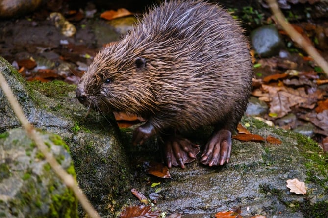 Beaver at Cornwall Seal Sanctuary