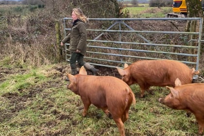 New set of pigs released at Cornish nature reserve