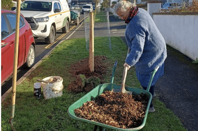 Cllr Sarah Thomson helping to plant some of the trees