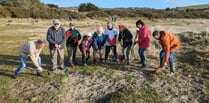 Friends of Par Beach tackle invasive dune plants 