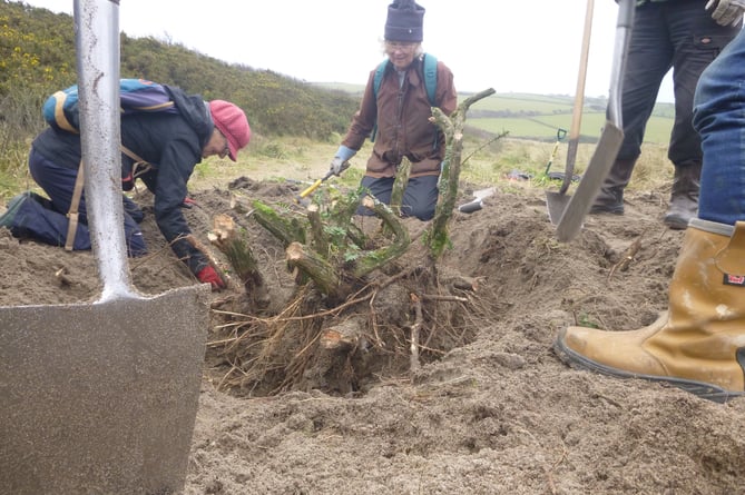 Volunteers working hard to pull the roots of the shrubbery free from the dunes with their new tools