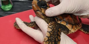 Newquay aquarium ready to release four Loggerhead Sea Turtles