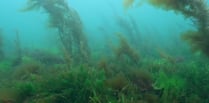 Patch of ancient seaweed size of 900 rugby pitches found off coast