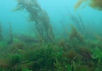 Patch of rare ancient seaweed size of 900 rugby pitches found off UK coast