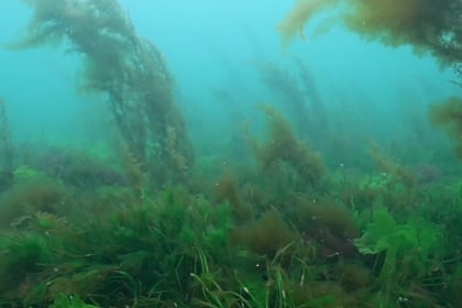 Patch of ancient seaweed size of 900 rugby pitches found off coast