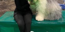 Lowen scores highly at Crufts