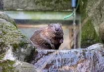 Orphaned baby beavers graduate to nursery enclosure 