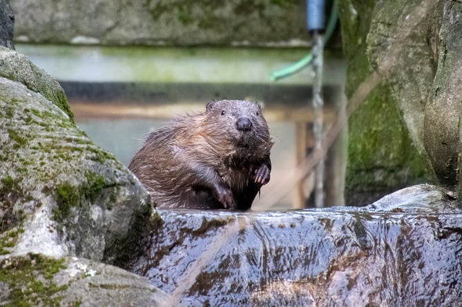 The beaver kits are ready to move into their adult enclosure 