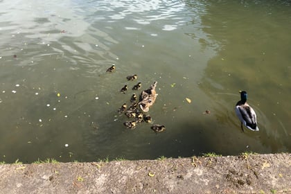 Calls for 'annual slaughter' of ducklings to be stopped