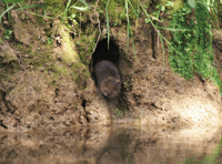 Nature lovers asked to help protect Britain’s fastest declining mammal