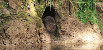 Nature lovers asked to help protect Britain’s fastest declining mammal