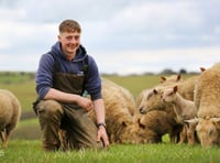 The UK’s oldest Charollais flock to make its way to Liskeard