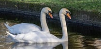 King Charles III asked for solutions to stop swans killing ducklings 