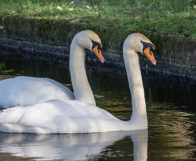 King Charles III asked for solutions to stop swans killing ducklings 