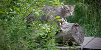 Wildcats could be reintroduced to the South West