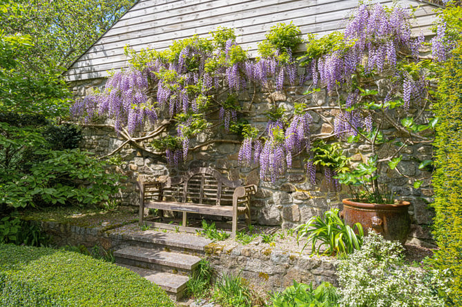 Fragrant wisteria at Lower Penbothidnow 