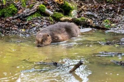 Double blow at tourist attraction as jobs cut and beaver dies