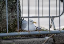 Supermarket staff in Liskeard cordon off eight parking spaces to protect seagull