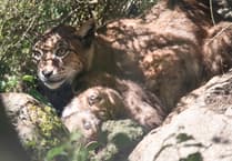 A round of ap-paws for Newquay Zoo’s new lynx kittens