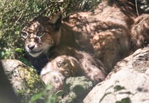 A round of ap-paws for Newquay Zoo’s new lynx kittens
