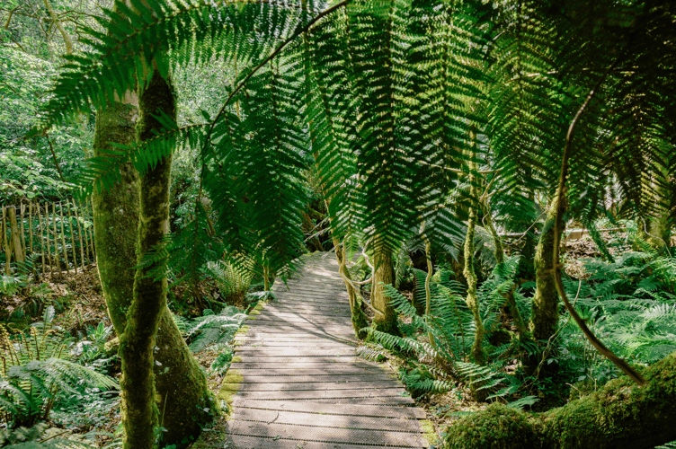 The boardwalk at Tremenheere Sculpture Gardens 