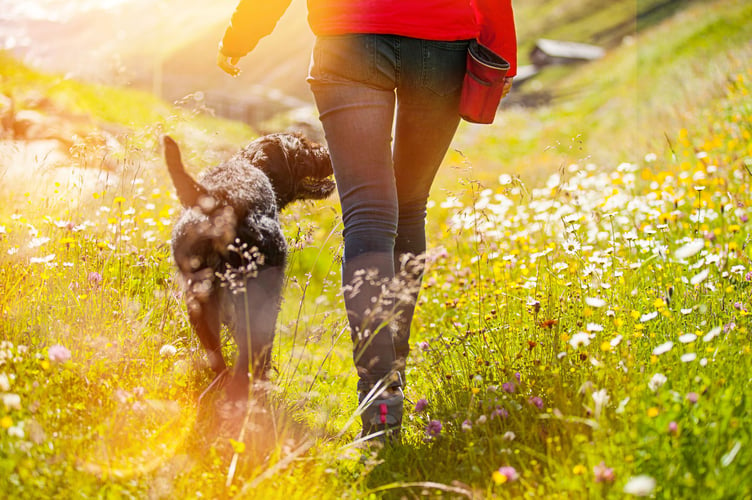 Dog and owner in wildflower field