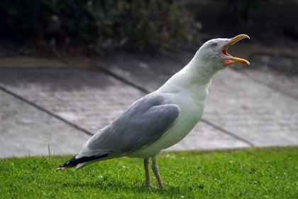 Royal Mail postal deliveries interrupted by aggressive seagulls
