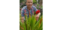 Voice gardening correspondent to hold plant sale - and offer tips