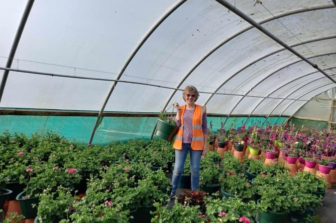 Community Flora Group volunteer collecting hanging baskets from a polytunnel at Trevena Cross Nurseries (Photo- Pz Community Flora Group)