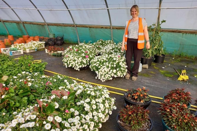 Community Flora Group volunteer collecting hanging baskets from a polytunnel at Trevena Cross Nurseries 2 (Photo- Pz Community Flora Group)