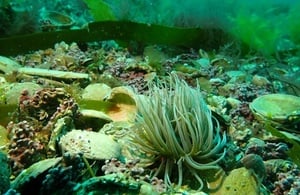 New maerl beds discovered off Cornwall's south coast