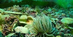 New maerl beds discovered off Cornwall's south coast