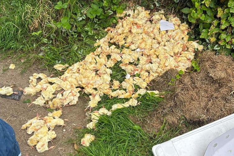 Dead Chicks Dumped in Liskeard