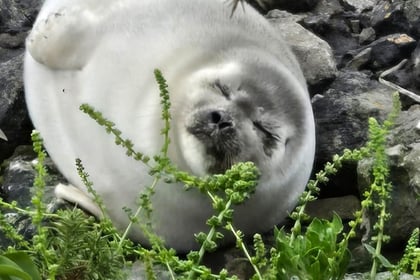 Ringed seal recorded for first time in Cornwall