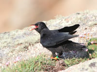 Experts chuffed at Cornish Chough breeding success