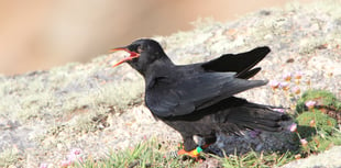 Experts chuffed at Cornish Chough breeding success