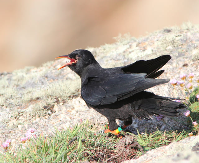 Experts chuffed at Cornish Chough breeding success