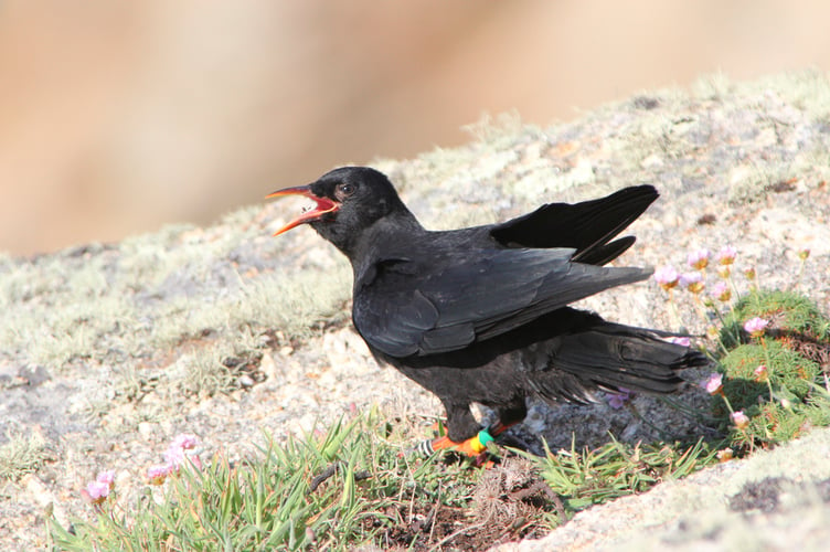 Red billed chough Pyrrhocorax pyrrhocorax, juvenile calling, Cornwall, May