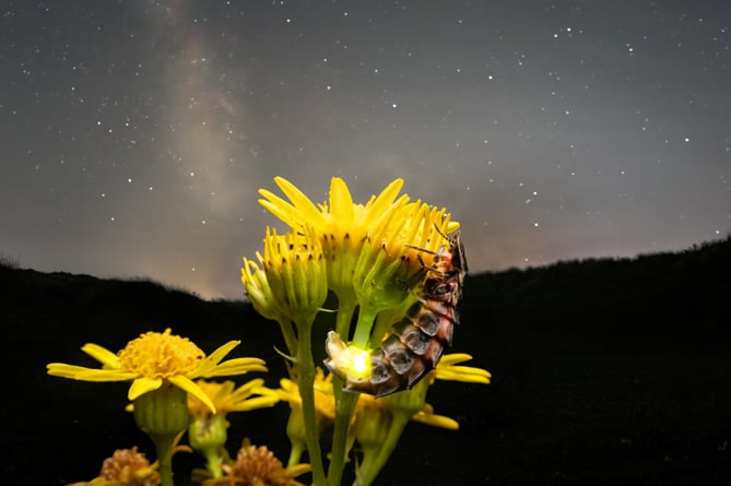 A glow-worm under a night sky. Picture: George Turner